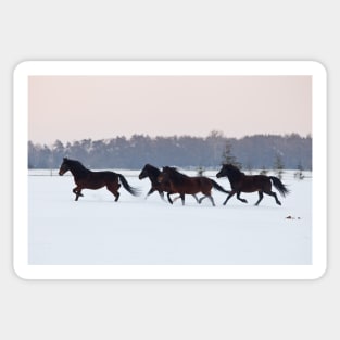 Four horses galloping on snowy paddock Sticker